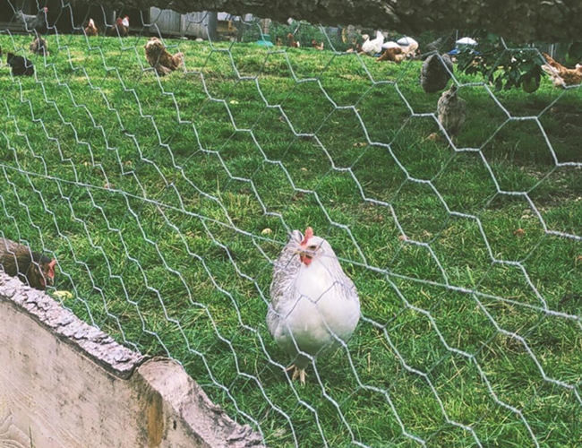 Trou hexagonal galvanisé plongé chaud de la mesure 25mm de Mesh Fence 22 de poulet 1