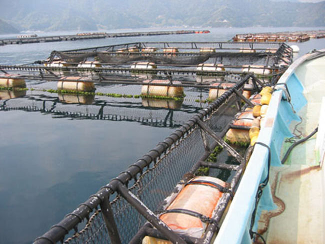 OEM hexagonal de polyester de fabrication de fil de Gabion de torsion de 50mm* 60mm 4