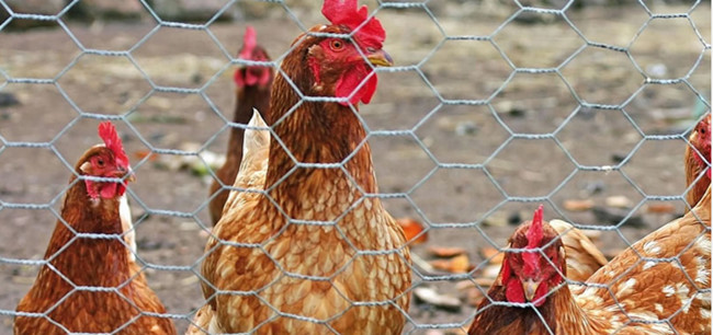 Poulet Mesh Fence Hexagonal AISI EN10223 de l'acier inoxydable 304 2