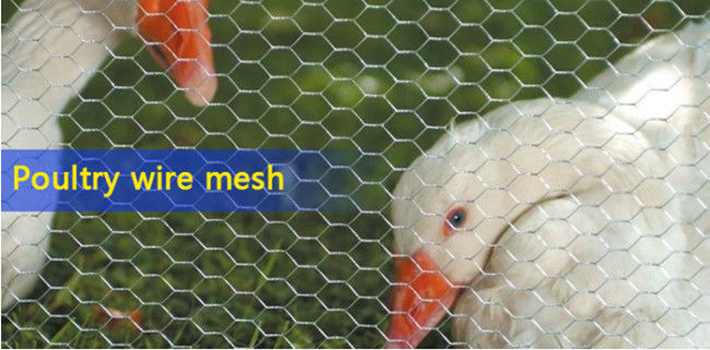 Fil hexagonal galvanisé Mesh Netting For Feeding Chicken de BWG 12 et animaux familiers 0