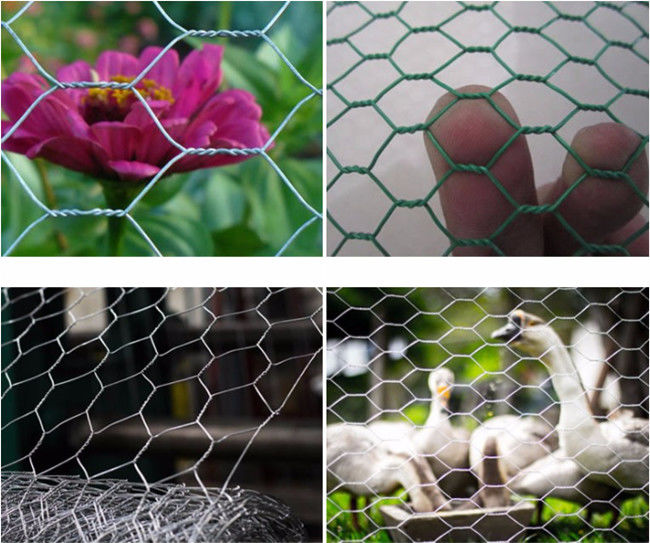Largeur hexagonale de Mesh Fence Q195 0.5m de poulet de HDG pour la volaille 1