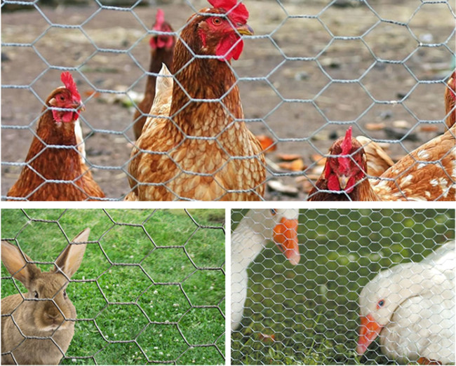 18 fabrication enduite de volaille de vinyle de Mesh Fence 50m de poulet de la mesure 2m 1