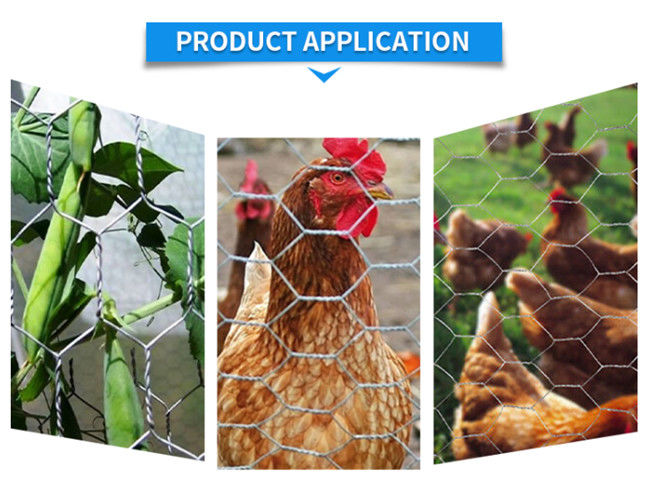 le poulet Mesh Fence de sortilège de 1/2in inverse de 2ft x de 100ft BWG 27 a tordu 1