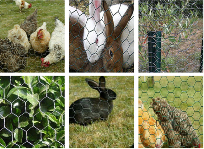L'immersion chaude hexagonale a galvanisé le fil de poulet grand de 6ft Mesh For Bird Cage 1