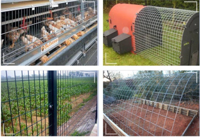 La cage à oiseaux de fil soudée 1/4 par pouce lambrisse le tissu de matériel galvanisé 2