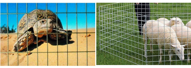 le fil enduit par poudre Mesh Panels de cage en métal de 50×50×2.5mm 2.2m a galvanisé en acier 2